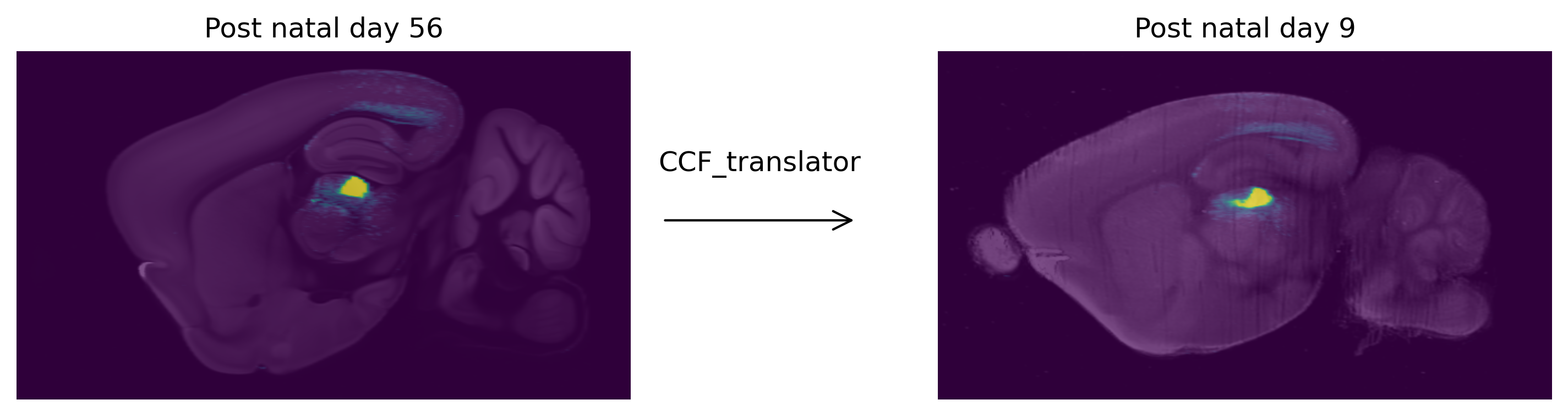 an image which shows a viral tracing study overlaid on the allen adult ccfv3 template. it shows that same viral tracing data transformed and overlaid on a post natal day 9 template. between the two images is an arrow pointing from the adult to the post natal day 9 brain, above which is text saying CCF translator, implying that CCF translator was used to transform the data from adult to post natal day 9.