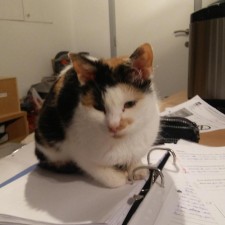 Avatar for Chopin Dev from gravatar.com