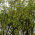 Avatar for oxys from gravatar.com