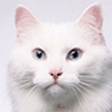 Avatar for 陈逸轩 from gravatar.com