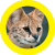 Avatar for AzukiOtter from gravatar.com
