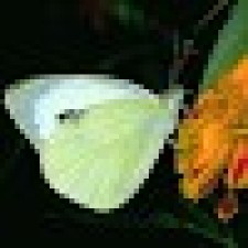 Avatar for Yishai Yosifov from gravatar.com