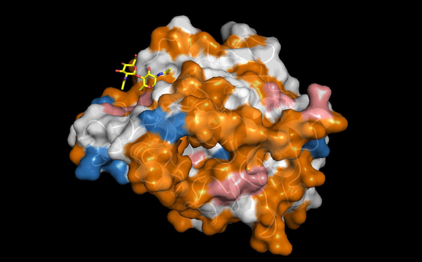 Hydrophobic surface view of Candida antarctica Lipase B (1TCA)