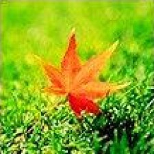 Avatar for 江如意 from gravatar.com