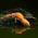Avatar for lizzard1123 from gravatar.com