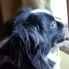 Avatar for Gabriel Siahaan from gravatar.com