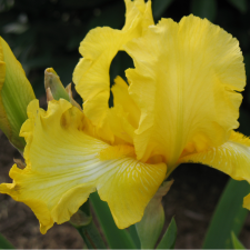 Avatar for Debra from gravatar.com