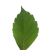 Avatar for luckyshiR from gravatar.com