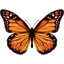 Avatar for symmetricbutterfly from gravatar.com