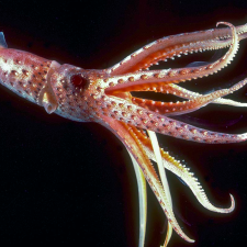 Avatar for kafeman from gravatar.com