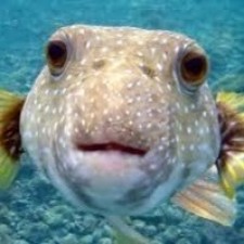 Avatar for Furqan from gravatar.com