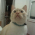 Avatar for glopesdev from gravatar.com
