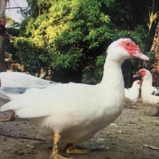 Avatar for Rafael Silva from gravatar.com