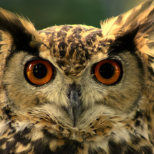 Avatar for Olek Sokolov from gravatar.com