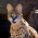 Avatar for ernado from gravatar.com