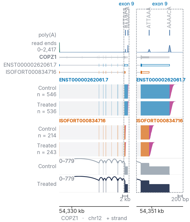 The same gene with a close-up of its last exon