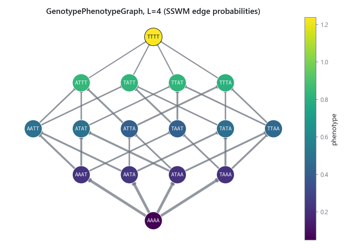 Genotype-phenotype graph laid out by Hamming distance, nodes colored by phenotype, edges weighted by SSWM fixation probability