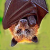 Avatar for greensnark from gravatar.com