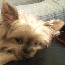 Avatar for tom morton from gravatar.com