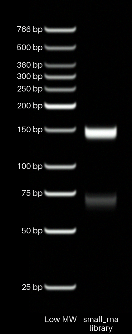 Small RNA library