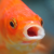 Avatar for hibuna from gravatar.com