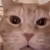 Avatar for codesft from gravatar.com