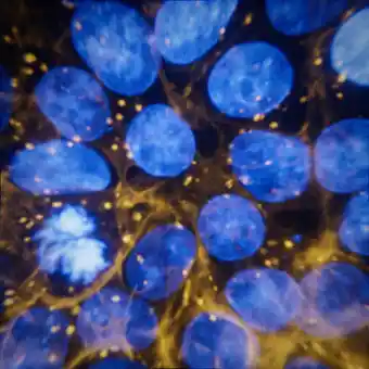 Cells3D — multichannel fluorescence