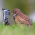 Avatar for aljbri from gravatar.com