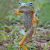 Avatar for canatella from gravatar.com