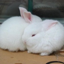 Avatar for Li Kexian from gravatar.com