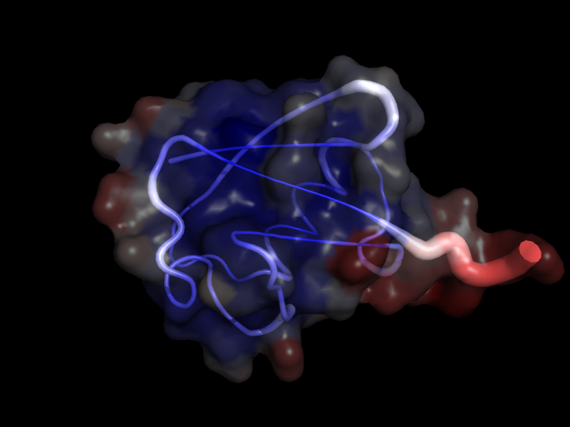 Putty view of ubiquitin (1UBQ)