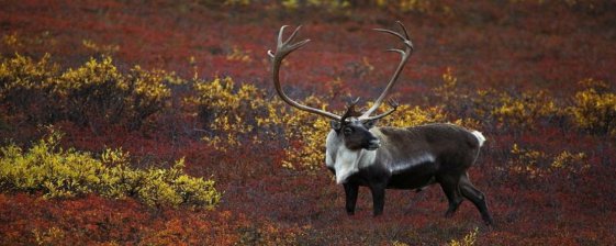 Caribou