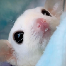 Avatar for Dragos Pancescu from gravatar.com