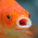 Avatar for hibuna from gravatar.com