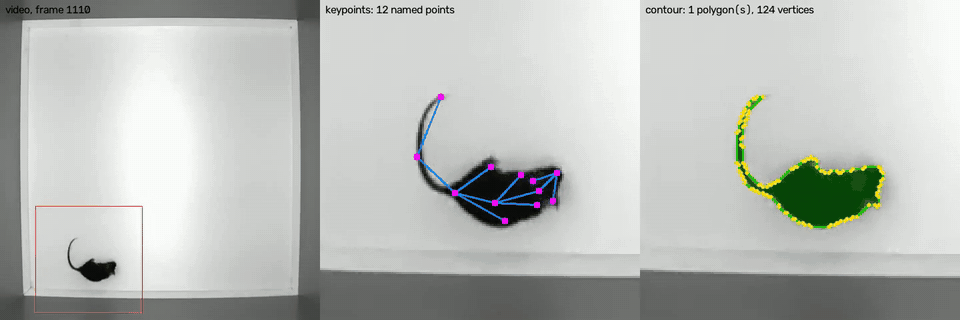 JABS video frame, pose keypoints, and segmentation contour for one mouse