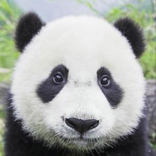 Avatar for jindongwang from gravatar.com