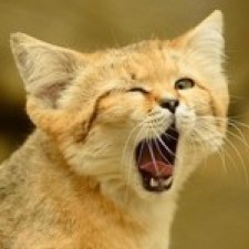 Avatar for Grigory from gravatar.com