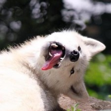 Avatar for Neil Cecchini from gravatar.com