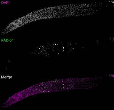 Example of a stitched gonad image