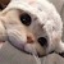 Avatar for  Nicole from gravatar.com