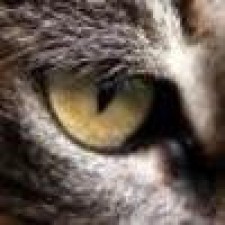 Avatar for Xavier Cho from gravatar.com