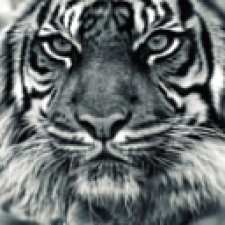 Avatar for srz_zumix from gravatar.com
