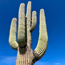 Avatar for Alex Samuel from gravatar.com