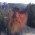 Avatar for royw from gravatar.com