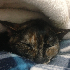 Avatar for Marcelo from gravatar.com