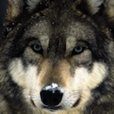 Avatar for Wolf from gravatar.com