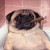 Avatar for horny-pug from gravatar.com