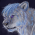 Avatar for snowkylin from gravatar.com