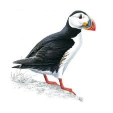 Avatar for Tom from gravatar.com