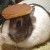 Avatar for pancakerabbit from gravatar.com